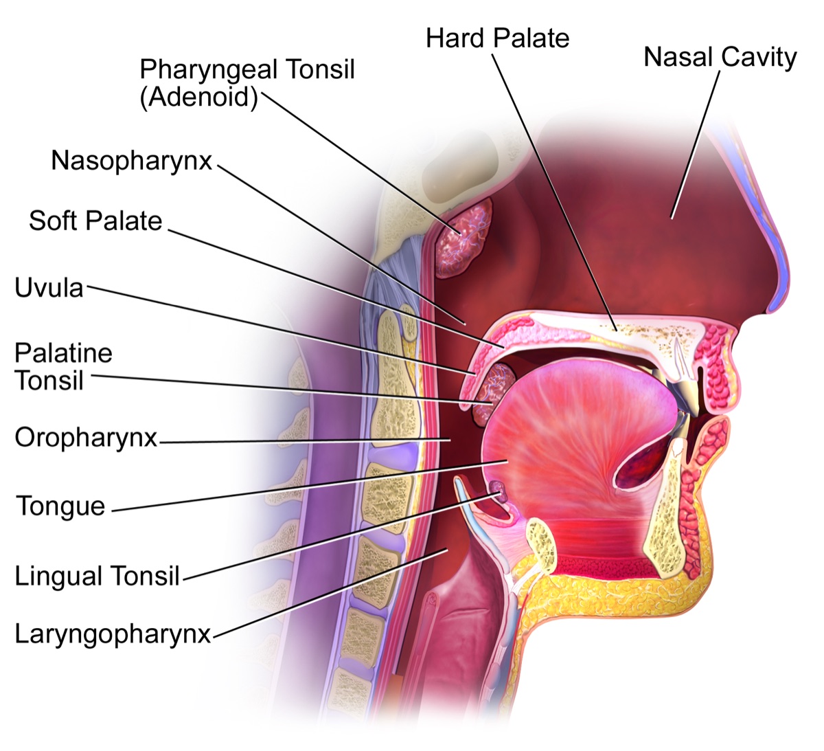 Medical illustration of the head and neck in cross-section, labeling the nasal cavity, hard and soft palate, uvula, palatine tonsil, oropharynx, tongue, lingual tonsil, nasopharynx, and laryngopharynx